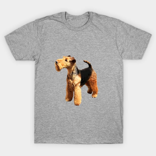 Welsh Terrier Beautiful Dog T-Shirt by ElegantCat